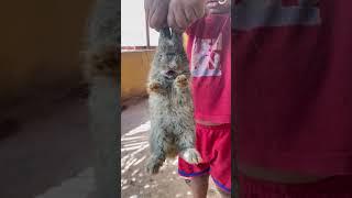 Rabit Crying #shorts #viral #kitten