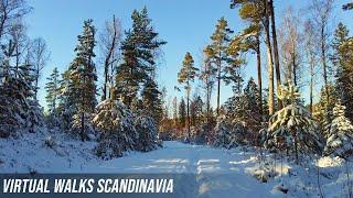 Beautiful winter forest walk in Sweden - Enjoy beautiful scandinavian nature