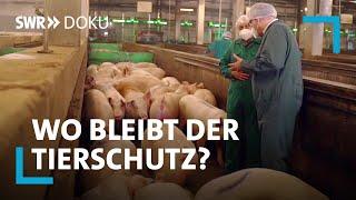 Schweine vom Fließband - Bleibt der Tierschutz auf der Strecke? | SWR Doku