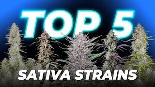 Top 5 Autoflowering Sativa Strains | Fast Buds