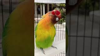 Lovebird Konslet