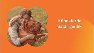 Köpeklerde Saldırganlık