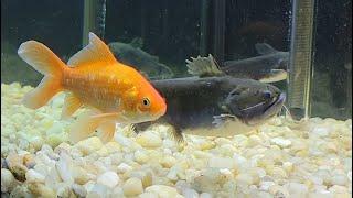 My Gulper Catfish Eats MASSIVE Goldfish!