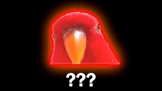 15 "Red Bird Laughing" Sound Variations in 30 Seconds