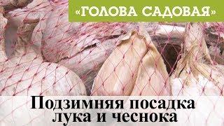 Голова садовая - Подзимняя посадка лука и чеснока