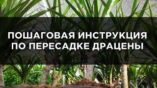 Как пересадить драцену: 8 этапов пересадки драцены