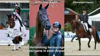 Kat. Nr. 74 - Trächtigkeit von Imperio aus der Dallenia von Millennium - Trakehner Hengstmarkt 2021