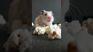 hamster baby so cute #hamsters #hamsterbabies #hamstershorts #shorts #funnypets #tiktok #viral #cute