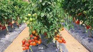 टमाटर की खेती | tamatar ki kheti | A to Z जानकारी | Step By Step Guide Tomato Farming