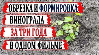  За 10 минут! Как обрезать и формировать виноград в 1й, 2й и 3й годы с объяснениями и комментариями