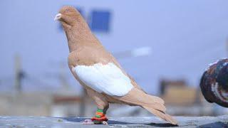 کفترهای گلچین و عالی برای فروش |کفتر دلخوا تان را به دست به آورید | Top Precious Pigeons For sale