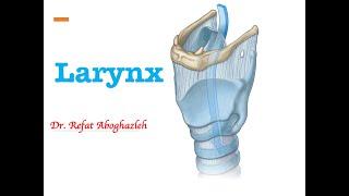 Anatomy of Larynx