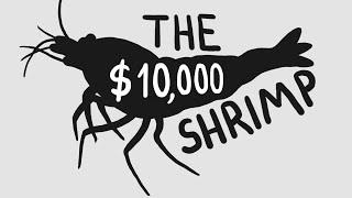 Why Does This Shrimp Cost More Than A Car?