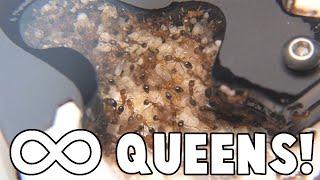 Tetramorium bicarinatum, HOW many queens?!