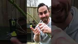 How to propagate roses from hardwood cuttings #rose #roses #propagation #pruning #garden #gardening