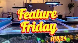 This week's BEST Hidden Gems! Stunning Frags and Rare Corals! Feature Friday (11/8/24)