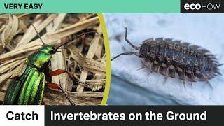 Catch Invertebrates on the Ground