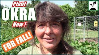 How To Plant Okra For A Fall Raised Bed Gardening Harvest !