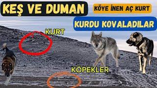 KÖYE İNEN AÇ KURDU KÖPEKLER KOVALADI~KEŞ DUMANA BİNECEK~DAĞ YÜRÜYÜŞÜ~MOR KOYUN TV NİN GEÇTİĞİ YOL...