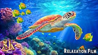 Aquarium 8K Ultra HD  Relaxing Music with Colorful Coral Reefs & Breathtaking Ocean Views