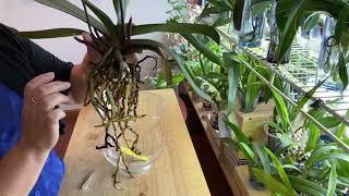 How I transfer Phalaenopsis to water culture