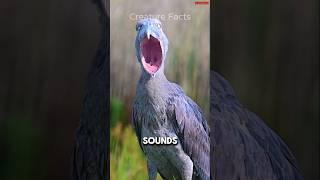 Top 5 Terrifying Bird Sounds 