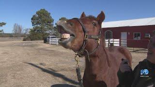 Taming the Corolla herd's history with DNA tracing