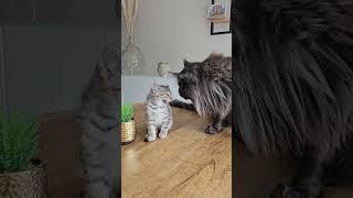 Giant maine coon meets little kitten