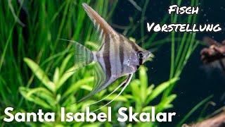 Santa Isabel Skalar - Pterophyllum Scalare "Santa Isabel" | Liquid Nature Fisch Vorstellung