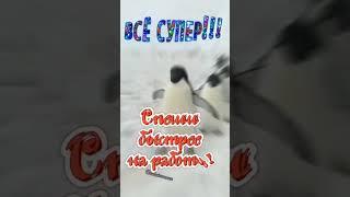 С добрым утром!#открытки #пятница #поздравление #видео #сдобрымутром #пингвины