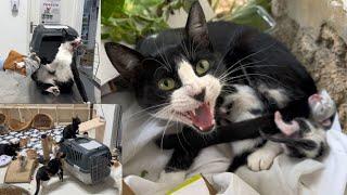 Trying to save a very angry mama cat with two newborn kittens || More anger at the vet.