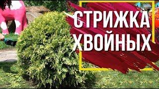 Стрижка хвойных  Ландшафтный Дизайн из Туи   Garden zoo