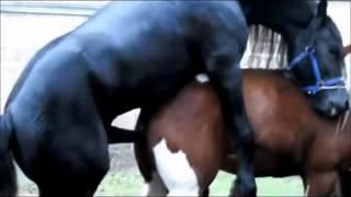 Black Stallion Popping U, Horse Mating _ Horse Breeding