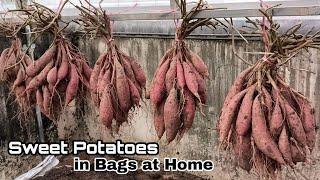 How to Grow Sweet Potatoes in Bags at Home / Easy for Beginners