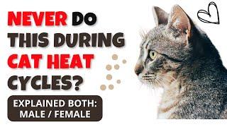 What Not to Do During Your Cat's Heat Cycle? | Explained | | Vets Now |