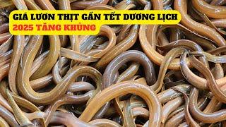 Cập Nhật Giá Lươn Thịt Gần Tết Dương Lịch Tăng Mạnh - Trại Giống Đông Sơn