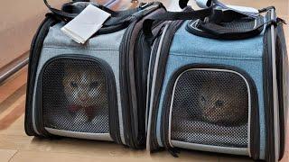 Flying with 2 cats from Korea to France 