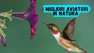 I migliori aviatori in natura