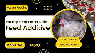 Feed Additive in Poultry | Feed Additives in Animal Nutrition | Feed Formulation For Broiler chicken