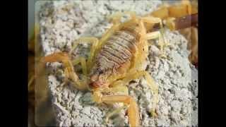 The most dangerous animals in the world - Deathstalker Scorpion