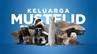 Mustelid: Karnivora Alit yang Super Elit #AlamSemenit