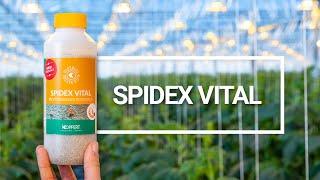 Spidex Vital: Your Vital partner in spider mite control | Phytoseiulus persimilis