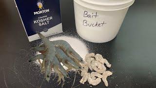 How To Salt Bait Shrimp.   