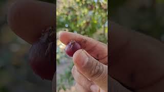 Are These Berries ??? With Francisco Meza #garden #berry #harvest #shorts