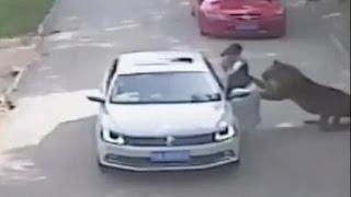 Caught on camera: Woman mauled by tiger after stepping out of car