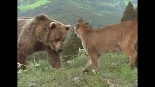 Mountain Lion vs Grizzly Bear Fights