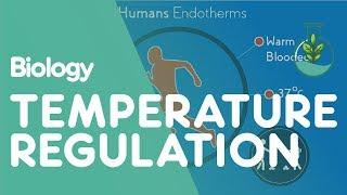 Temperature Regulation Of The Human Body | Physiology | Biology | FuseSchool