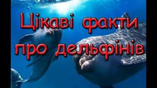 Цікаві факти про дельфінів. Чи люблять дельфіни людей? Чи бояться дельфіни акул?