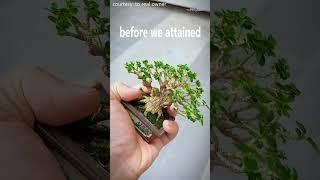 THE ART OF MINI BONSAI