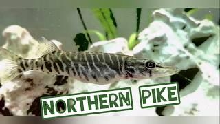 Feeding Northern Pike in Aquarium